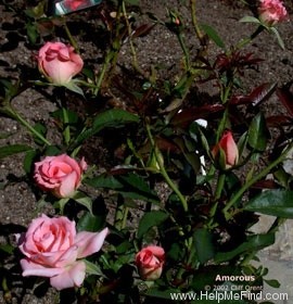 'Amorous' rose photo