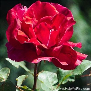 'Princeps' rose photo
