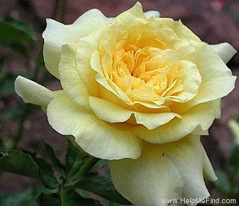 'KORresia' rose photo