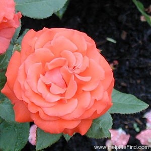 'Dream Orange ™' rose photo