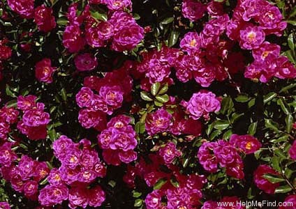 'Fuchsia Meidiland ™' rose photo