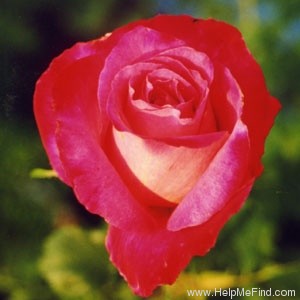 'Gallivarda' rose photo