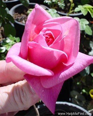 'Général Schablikine (Tea, Nabonnand, 1878)' rose photo