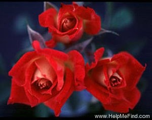 'Glowing Amber ™' rose photo