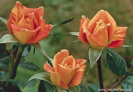 'Golden Beryl' rose photo