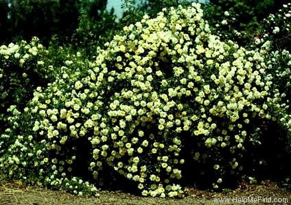 'Sunshine Sally (Shrub, Moore, 2000)' rose photo