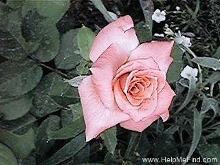'Fragrance (hybrid tea, Lammerts, 1965)' rose, click to enlarge 'Fragrance (hybrid tea, Lammerts, 1965)' rose photo