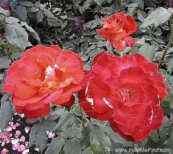 'Tiger' rose photo