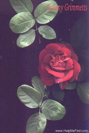 'Granny Grimmetts' rose photo