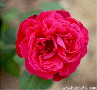 'Granny Grimmetts' rose photo