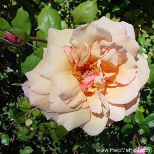 'Gruss an Coburg' rose photo