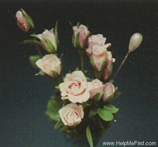 'Hat Pin' rose photo