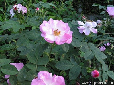 'Bouquet Fait' rose photo