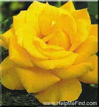 'Henry Fonda' rose photo