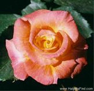 'Hiroshima's Children' rose photo