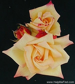 'Hondo (hybrid tea, Perry, 1998)' rose photo