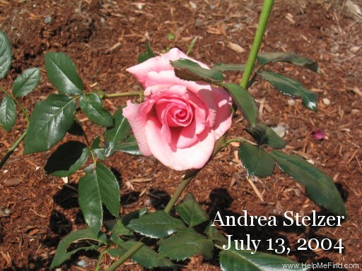 'Andrea Stelzer' rose photo