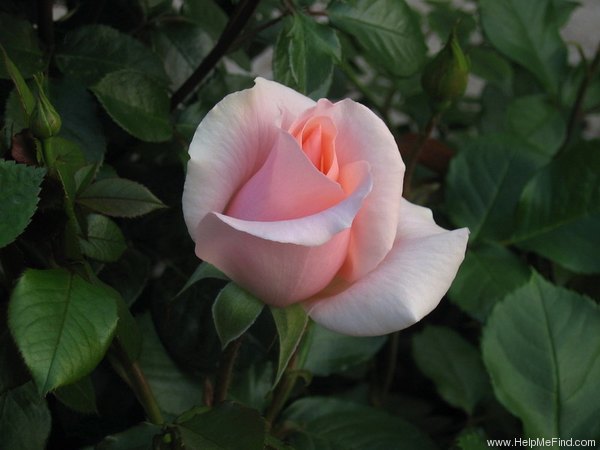 'Mrs. Iris Clow' rose photo