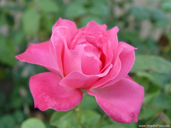'Tallyho' rose photo