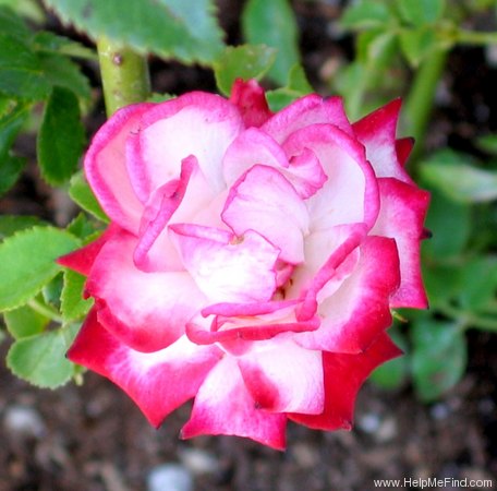 'Picotee ™ (miniature, Benardella 1998)' rose photo