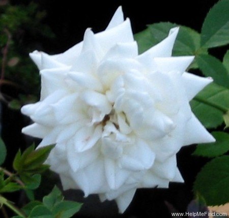 'Pacesetter' rose photo