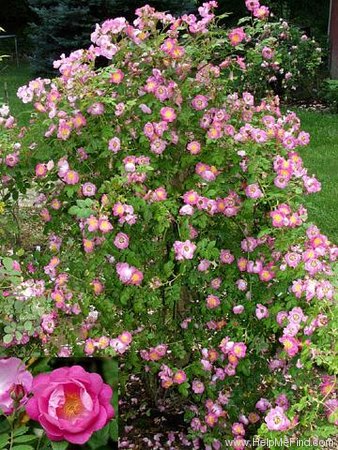 'Greenmantle' rose photo