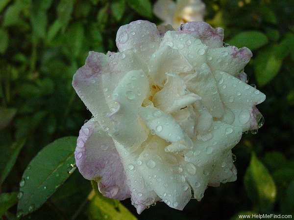 'Marie van Houtte' rose photo