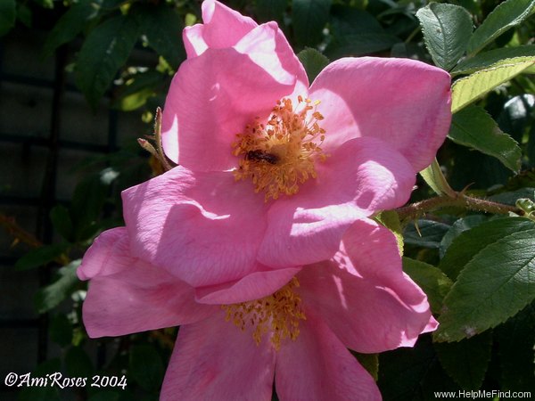 'Germanica var. A' rose photo