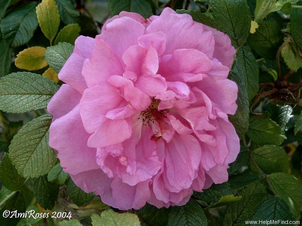 'Germanica var. B' rose photo