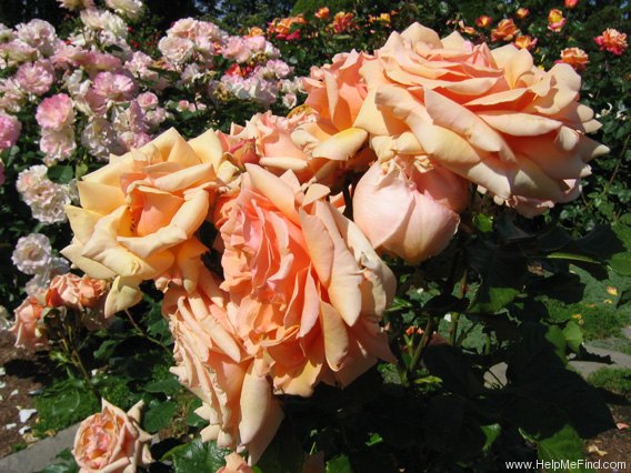 'Fragrant Apricot ™' rose photo