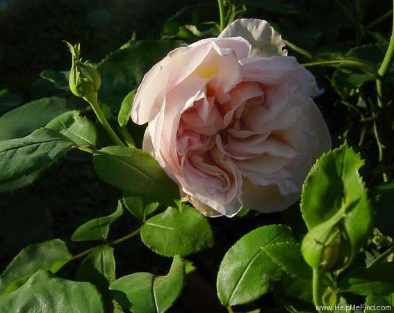 'Cymbaline' rose photo