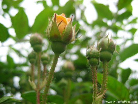 'Ghislaine de Féligonde' rose photo