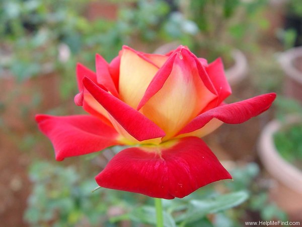 'Kiboh' rose photo