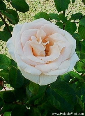 'Elizabeth Harkness ®' rose photo