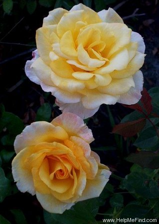 'Gold Medal' rose photo