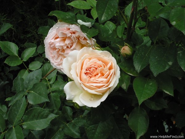 'Ambridge Rose ®' rose photo