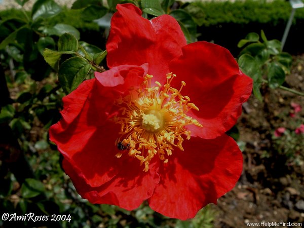 'Dr. Robert Huey' rose photo