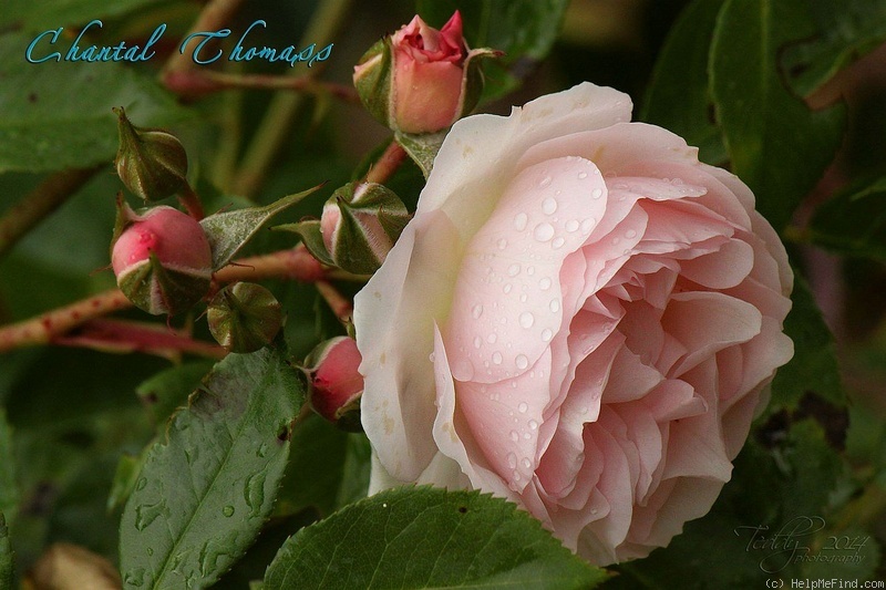 'Chantal Thomass ®' rose photo