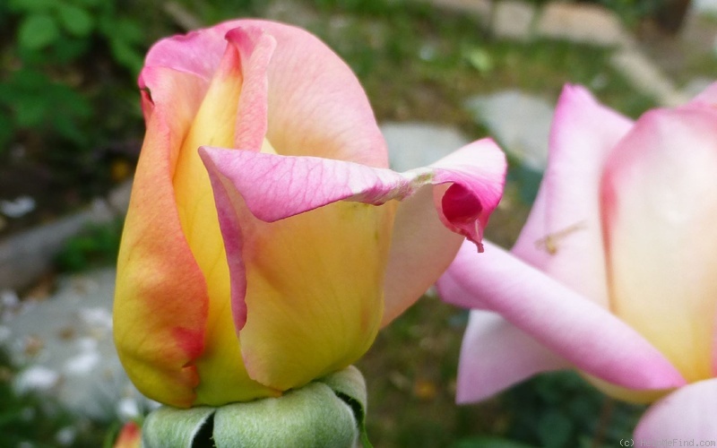 'Peace (hybrid tea, Meilland 1935)' rose photo