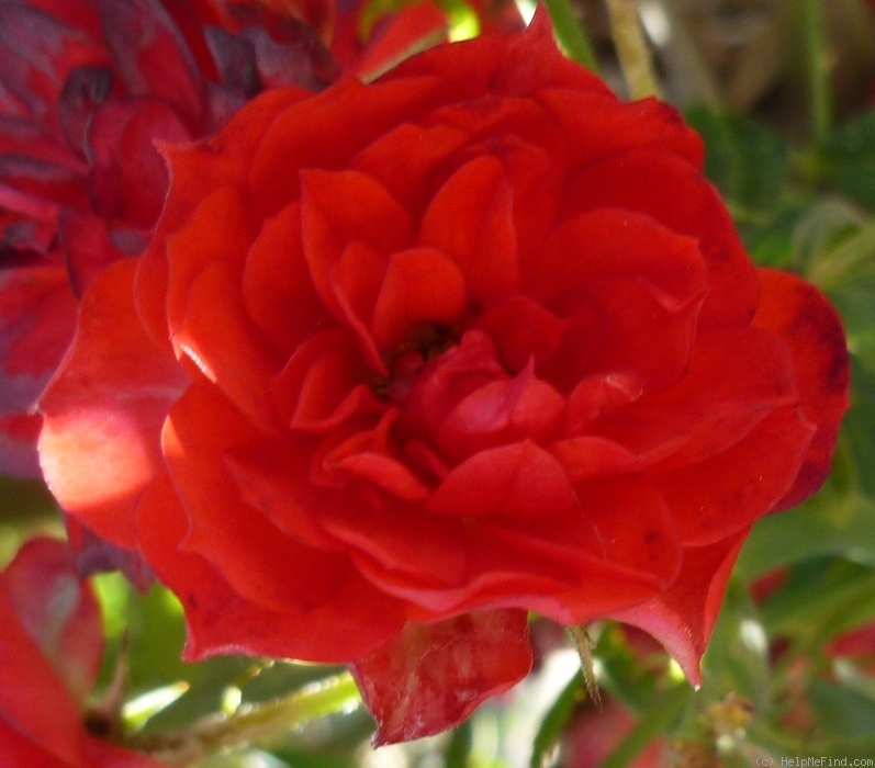 'Flaming Rosamini (miniature, De Ruiter 1987)' rose photo