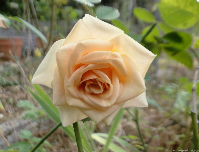 'Ilse (floribunda, Interplant, 1999)' rose photo