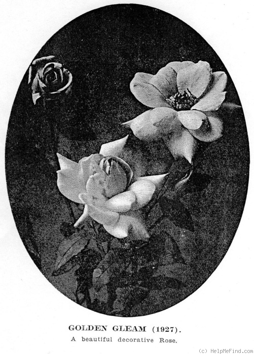 'Golden Gleam' rose photo