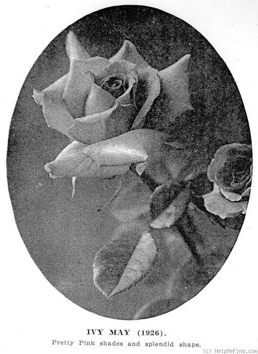 'Ivy May' rose photo