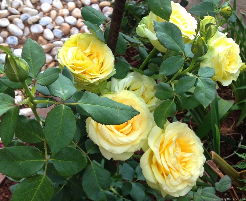 'St. Patrick ™ (hybrid tea, Strickland, 1986)' rose photo