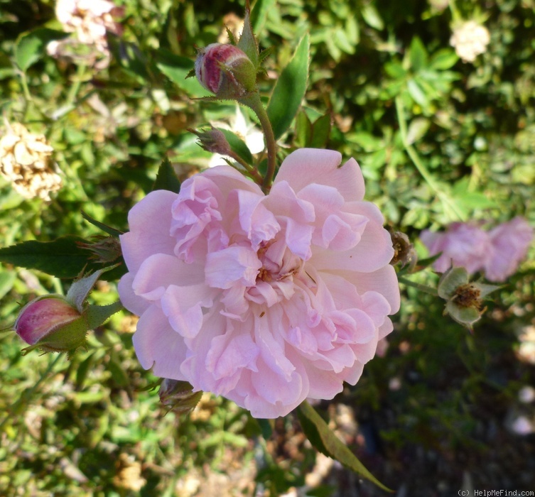 'Sakura-Hime' rose photo