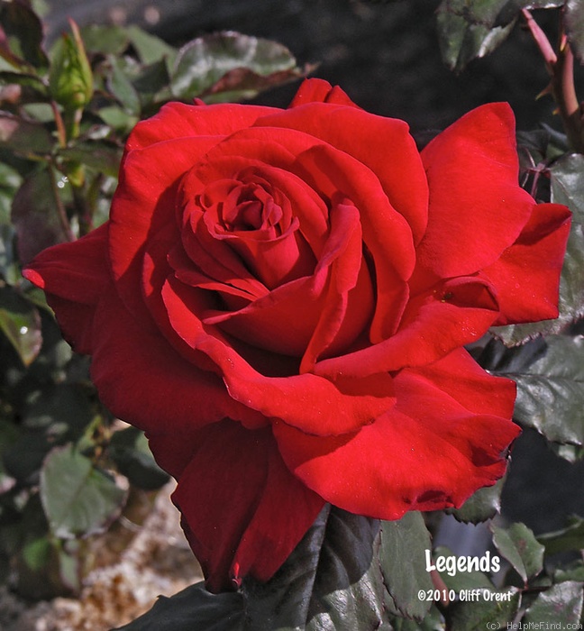 'Legends™' rose photo