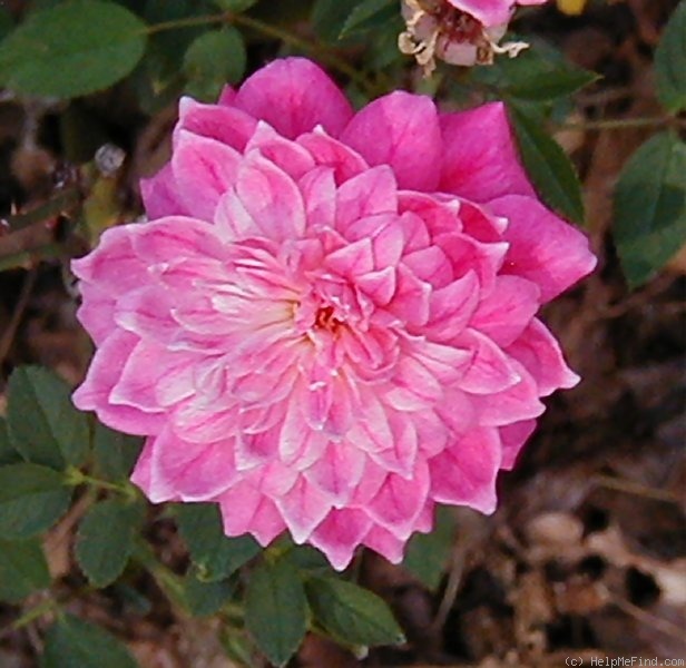 'Pink Poodle (Miniature, Moore, 1991)' rose photo