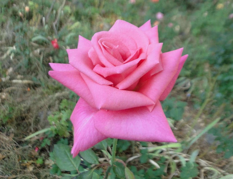 'Lisa Marie (hybrid tea, Cowper, 1989)' rose photo