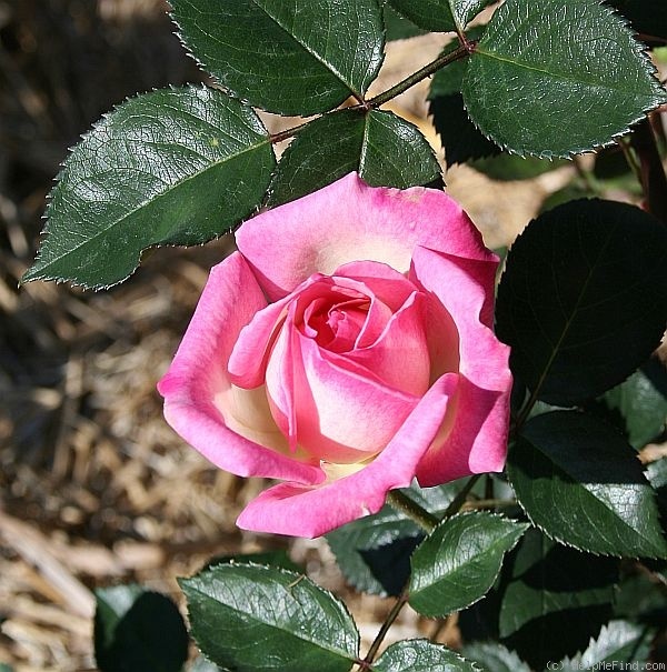 'K2 L34' rose photo