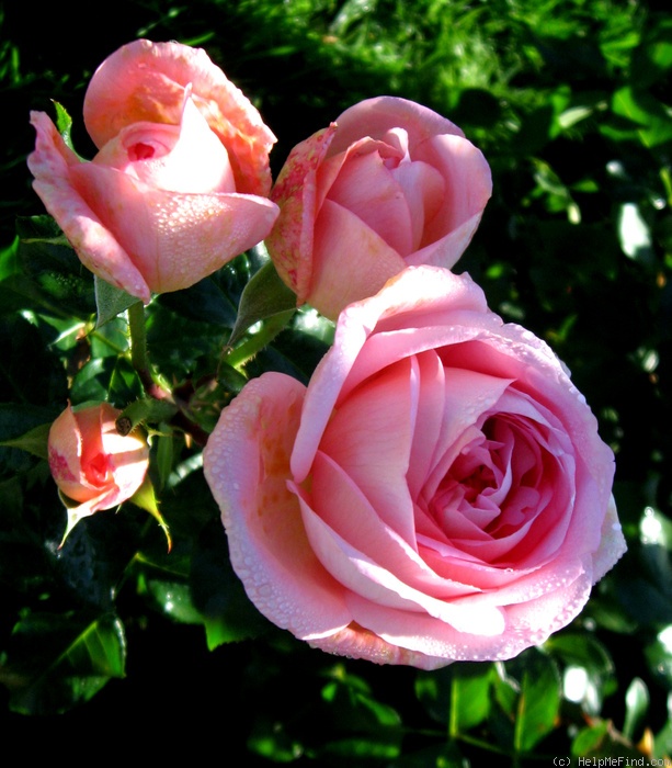 'Voyage ®' rose photo